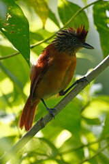 A female Barred Antshrike (Thamnophilus doliatus), taken at Panacam Lodge in Honduras.