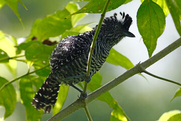 A male Barred Antshrike (Thamnophilus doliatus), taken at Panacam Lodge in Honduras.
