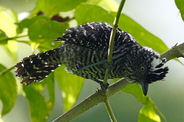 A male Barred Antshrike (Thamnophilus doliatus), taken at Panacam Lodge in Honduras.