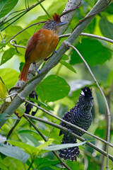 A pair of Barred Antshrikes (Thamnophilus doliatus), taken at Panacam Lodge in Honduras.