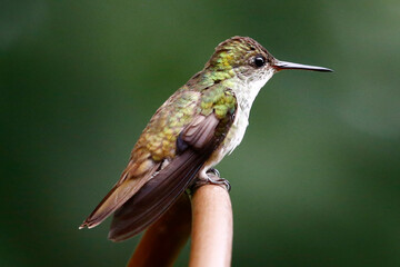 White-bellied Emerald hummingbird (Chlorestes candida), taken at Panacam Lodge in Honduras.