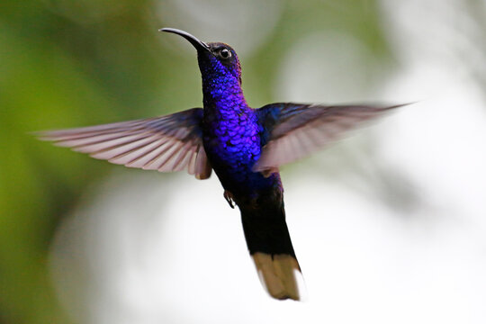 Violet Sabrewing hummingbird (Campylopterus hemileucurus), taken at Panacam Lodge, Honduras.
