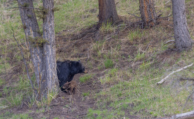 Black Bear Sow and Cub in Yellowstone National Park Wyoming in Springtime