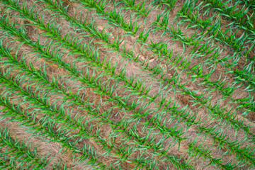 Aerial View of Rows of young corn shoots in July on a cornfield midwest Kentucky