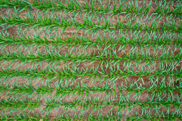 Aerial View of Rows of young corn shoots in July on a cornfield midwest Kentucky