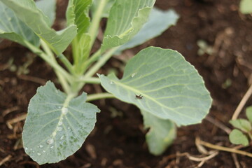 butterfly on a plant