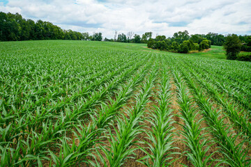 Aerial View of Rows of young corn shoots in July on a cornfield midwest Kentucky