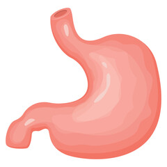 Vector illustration of a human stomach. The concept of organs for study for medical and biological purposes. Picture for books, magazines and articles