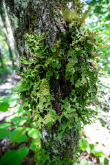 La Mauricie National Park, Quebec