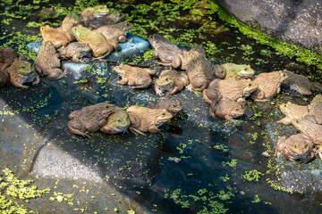 East Asian bullfrog - Hoplobatrachus rugulosus. Frog farming business for food raw materials. Raising frogs in cages in natural water sources in countryside affairs of Thailand.