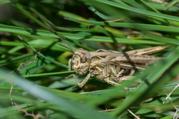 Macrofotografía de insectos en la Sierra de Guadarrama