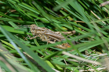 Macrofotografía de insectos en la Sierra de Guadarrama