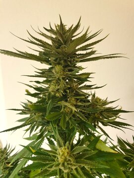 Mainbud einer Cannabispflanze