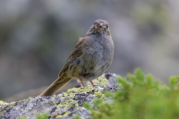 Aves en la Sierra de Guadarrama