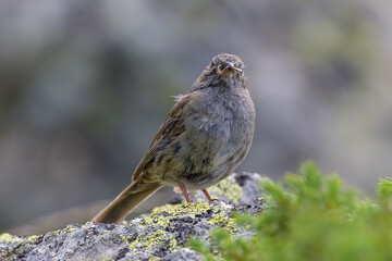 Aves en la Sierra de Guadarrama