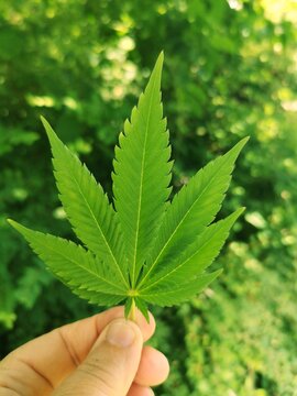 Hand h&auml;lt Cannabisblatt 