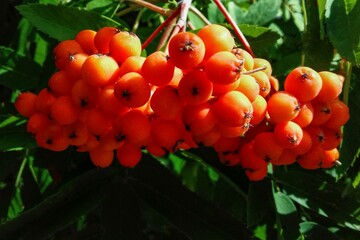 Red ripe rowan berries.