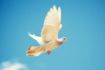 Fototapeta premium White Dove Flying in the Sky: Symbol of Peace and Freedom