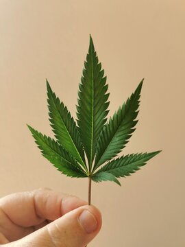 Hand h&auml;lt Cannabisblatt vor hellem Hintergrund