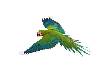 Chest Gold Macaw parrot flying isolated on transparent background png file © Passakorn