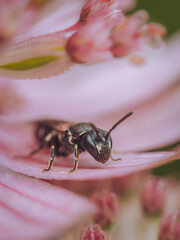 Yellow face Hylaeus beer resting on a flower