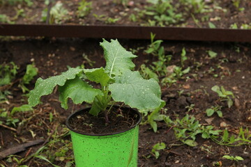 seedlings in a greenhouse