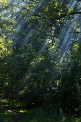 sun rays in the forest