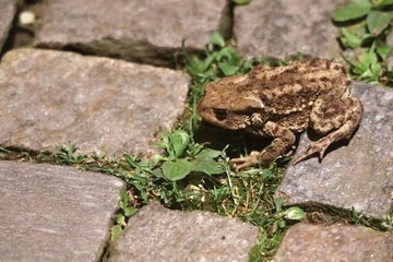 Ranocchio