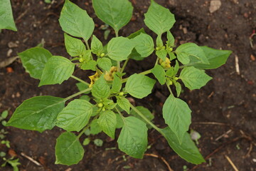 plant
