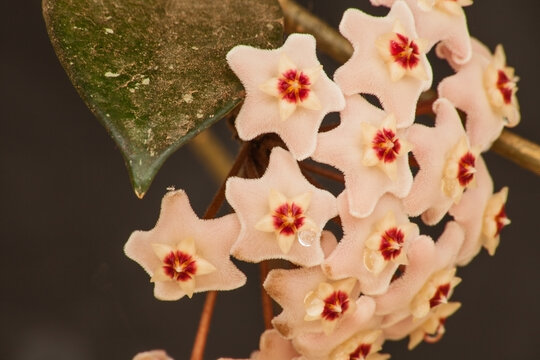 Hoya Waxplant Flower 5745