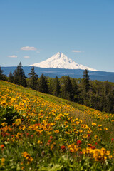 Mt Hood over slopes of blooming wild flowers on a beautiful blue sky afternoon, Oregon
