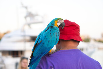 A colorful parrot sitting on a shoulder © markysha