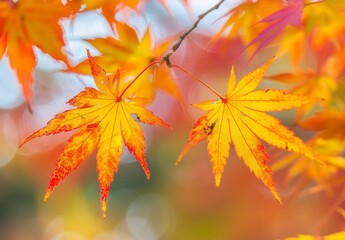 Two leaves of a tree are shown in a close up