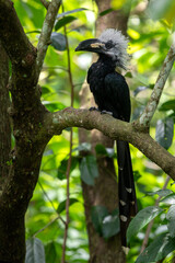 White-crested Hornbill - Horizocerus albocristatus, large beautiful iconic bird with white crest from West African forests and woodlands, Sierra Leone.
