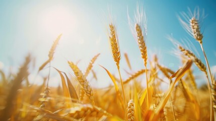 Fototapeta premium Agricultural grains growing under clear sky with ripe yellow ears