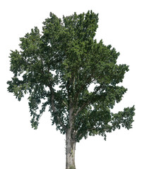 Obraz premium Transparent Background Tree PNG – High-Quality Nature Clipart