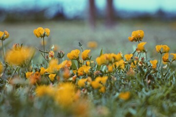 Cute yellow plants in the park