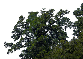 tree on white