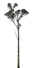 Fototapeta premium tree isolated on white background