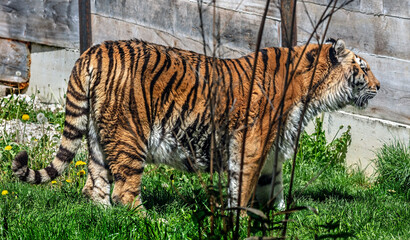 Siberian tiger walking near the fence in its enclosure. Latin name - Panthera tigris altaica