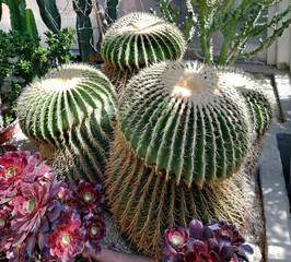 Echinocactus grusonii, succulent