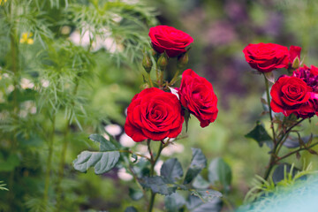 The red roses