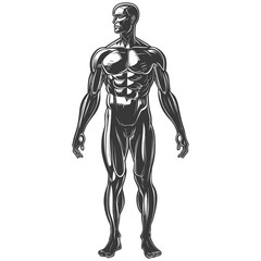 Detailed Illustration of Muscular System and Anatomy of a Human Male Body