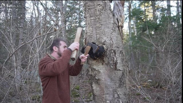 Foraging Chaga Mushrooms in  the Woods.