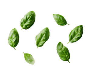 Fresh basil leaves arranged in a row, isolated on white.