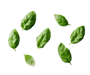 Fresh basil leaves arranged in a row, isolated on white.