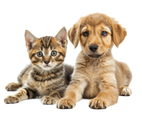 Dog and cat sitting together, isolated on white.
