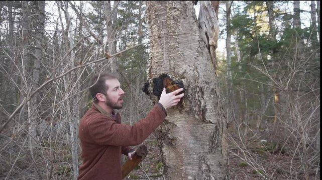 Foraging Chaga Mushrooms in  the Woods.