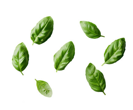 Fresh basil leaves arranged in a row, isolated on white.