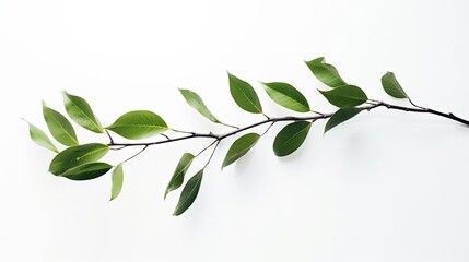 Fototapeta premium Green Leaves Branch on White Background